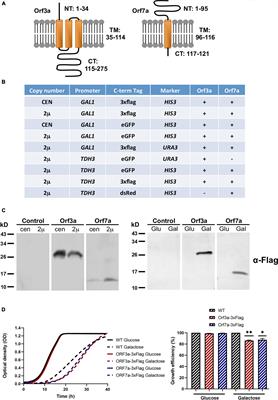 Severe acute respiratory syndrome coronavirus-2 accessory proteins ORF3a and ORF7a modulate autophagic flux and Ca2+ homeostasis in yeast